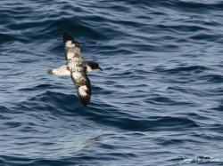 Photo Petrel Damero