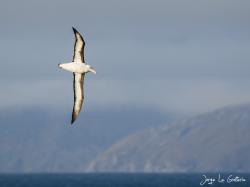Photo Albatros Ceja Negra