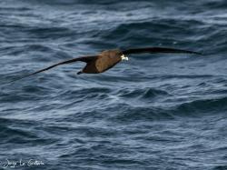 Foto Petrel Barba Blanca