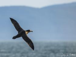 Foto Petrel Gigante Común