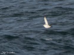 Photo Petrel Zambullidor Magallánico