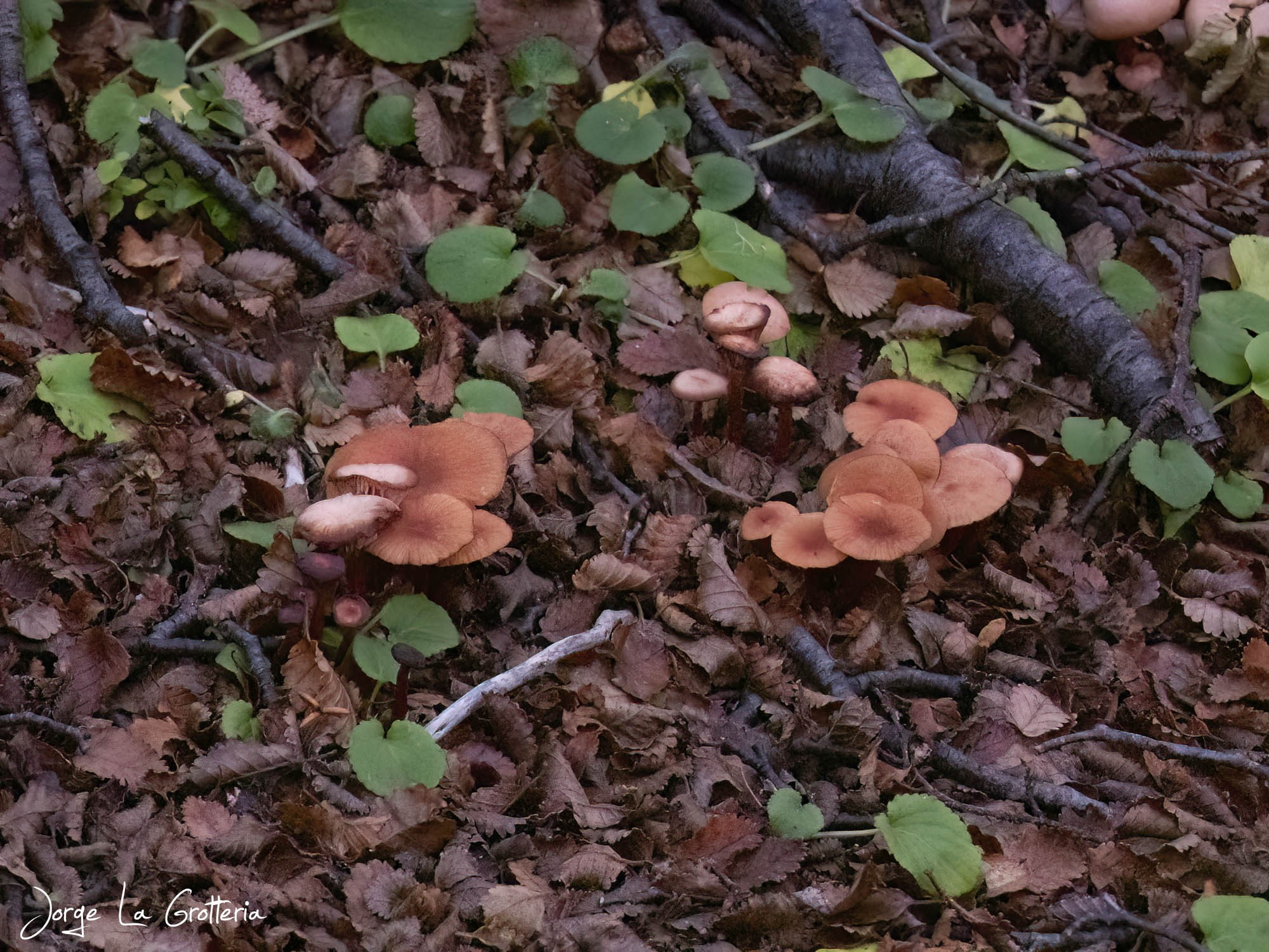 Laccaria&nbsp;sp.
