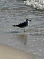 Photo Gaviota Reidora Americana