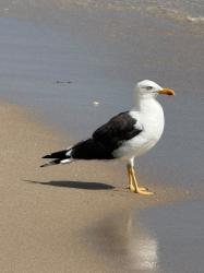 Foto Gaviota de Lomo Negro Menor