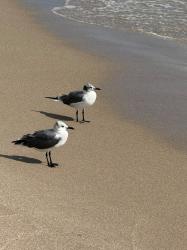 Photo Gaviota Reidora Americana