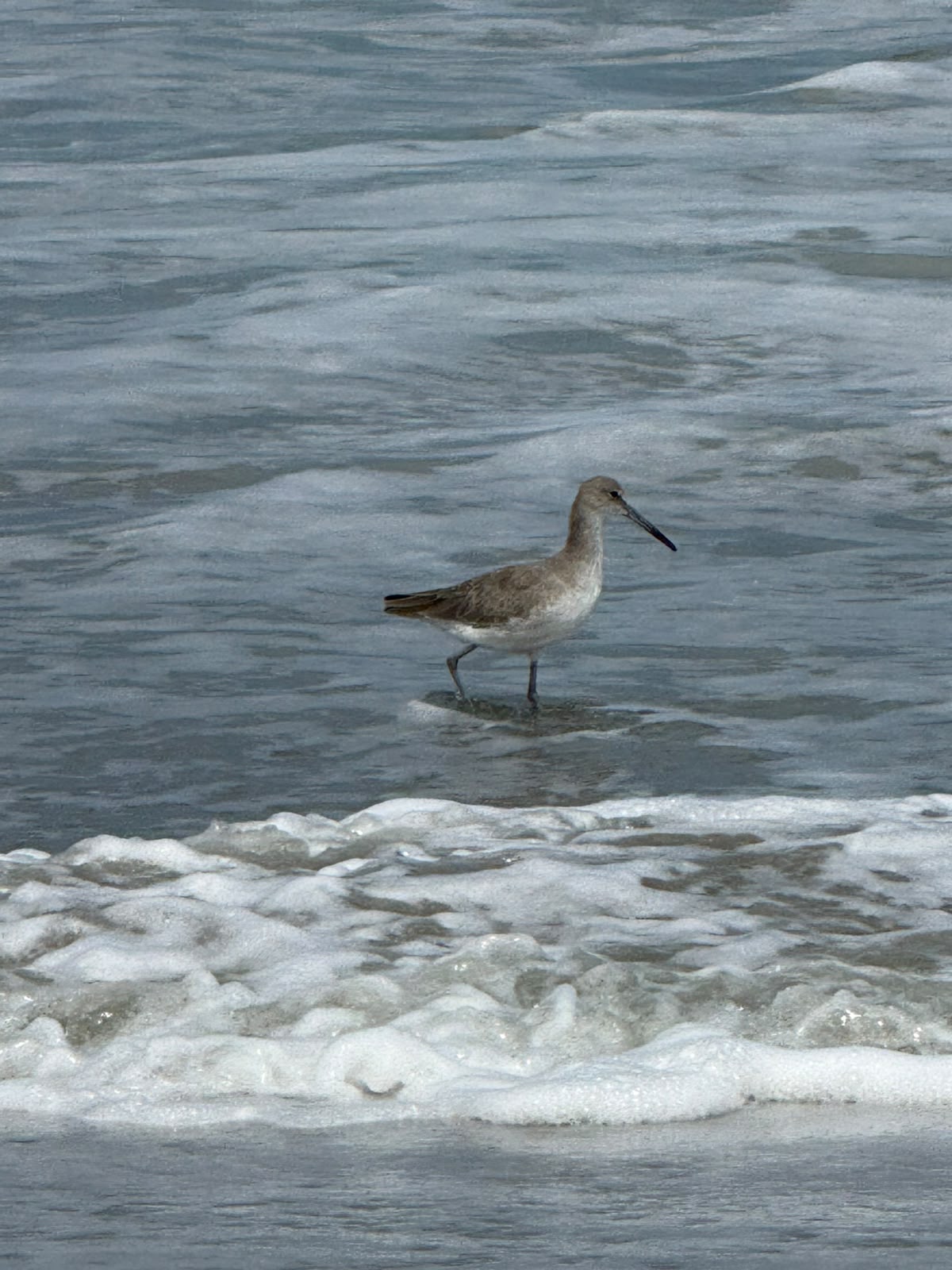 Foto Playero Ala Blanca