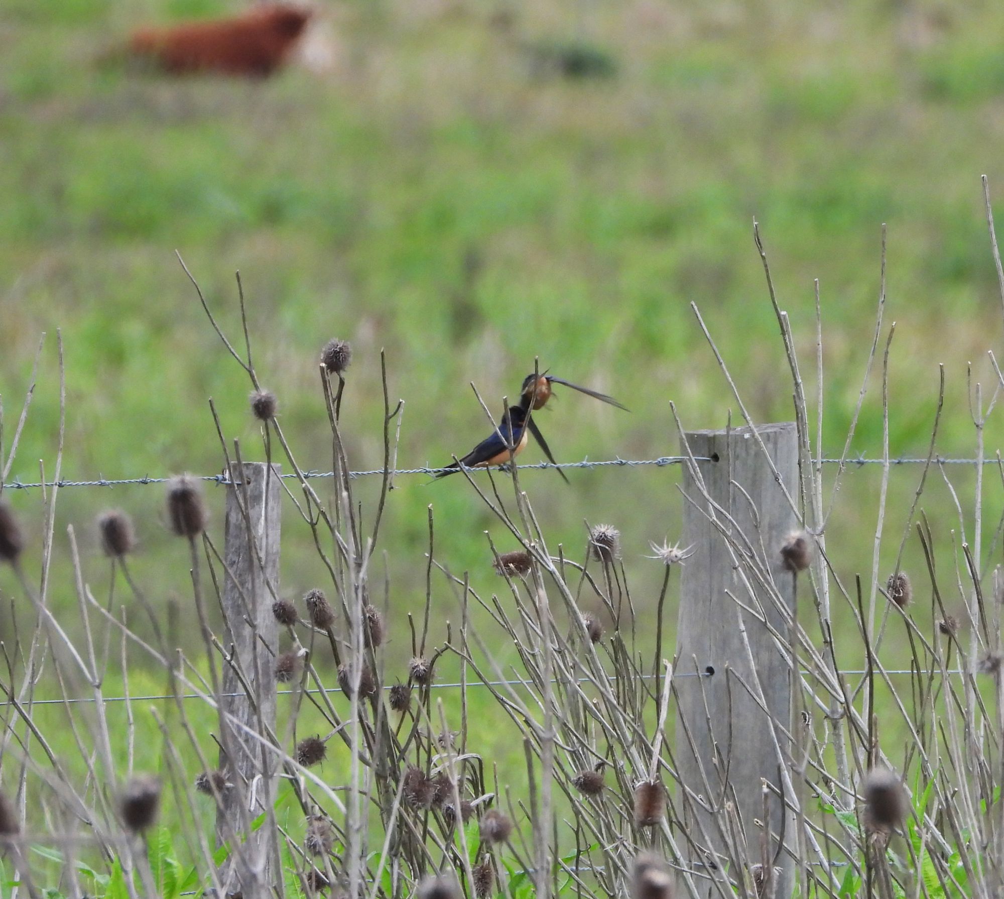 Foto Golondrina Tijerita