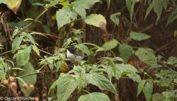 Photo Monterita Cabeza Negra