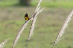 Photo Pecho Amarillo Común