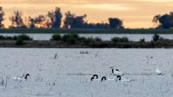 Photo Cisne Cuello Negro
