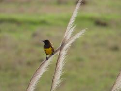 Photo Pecho Amarillo Común