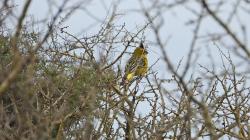 Foto Cardenal Amarillo