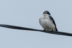 Foto Golondrina Ceja Blanca