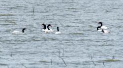 Photo Cisne Cuello Negro
