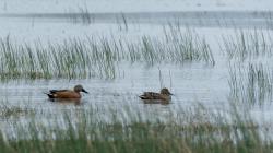 Photo Pato Cuchara
