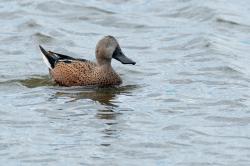Photo Pato Cuchara