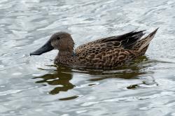 Photo Pato Cuchara