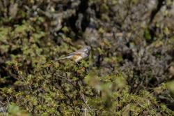 Photo Monterita Pecho Gris