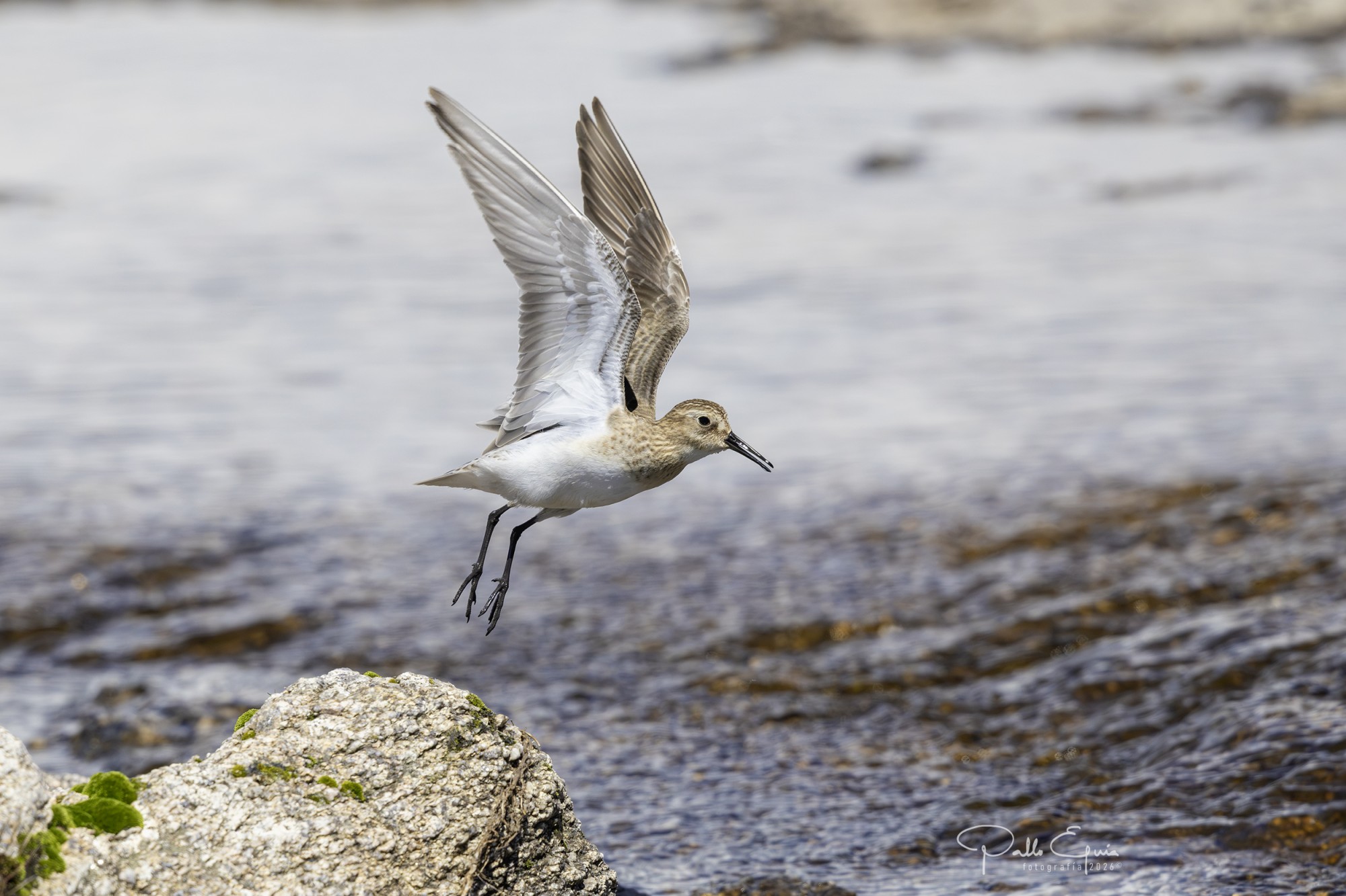 Playerito Unicolor (Calidris bairdii)