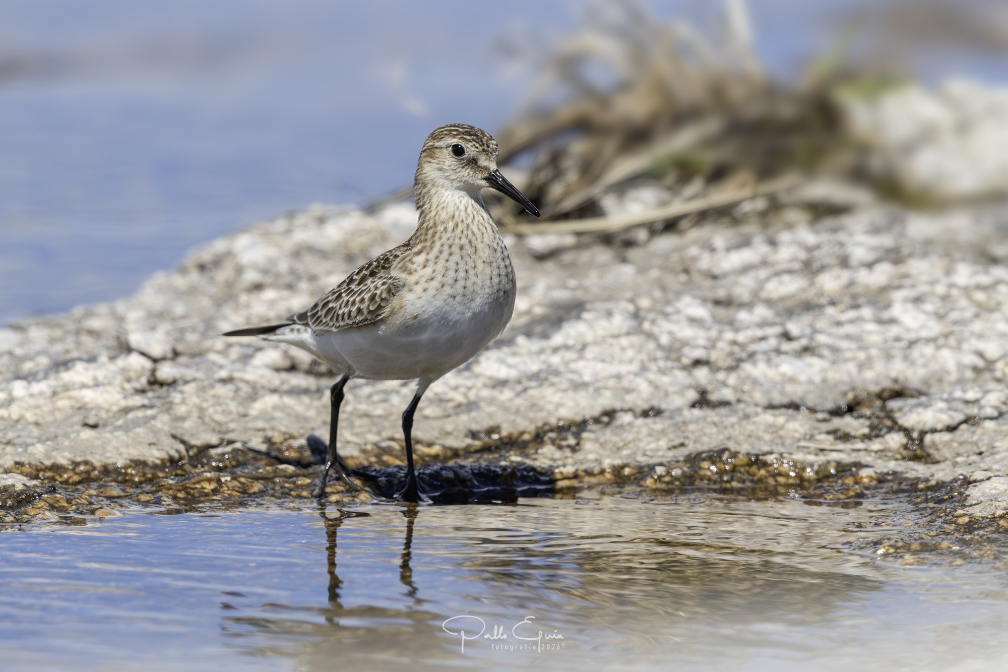 Playerito Unicolor (Calidris bairdii)