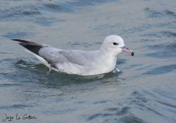 Photo Petrel Plateado