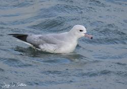 Photo Petrel Plateado