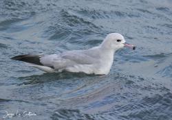 Photo Petrel Plateado