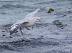 Photo Petrel Plateado