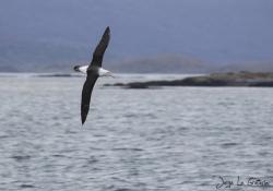 Photo Albatros Ceja Negra