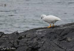 Foto Caranca