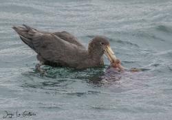 Foto Petrel Gigante Común
