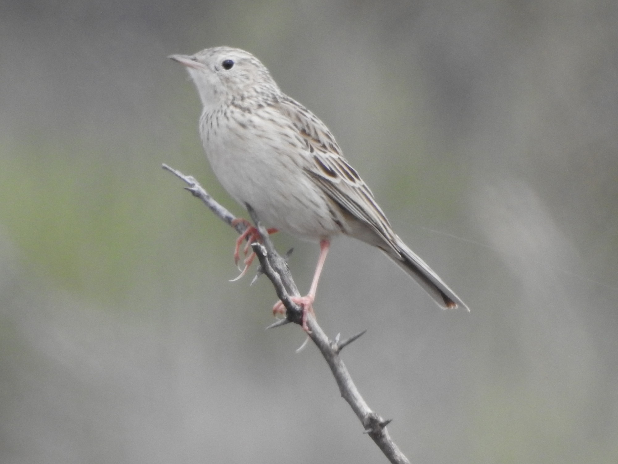 Foto Cachirla Pálida