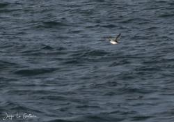 Photo Petrel Zambullidor Magallánico
