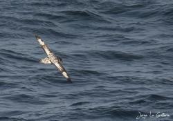 Photo Petrel Damero