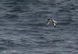 Photo Petrel Damero
