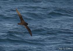 Foto Petrel Barba Blanca