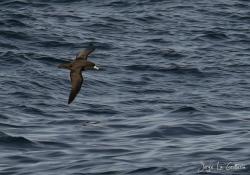 Foto Petrel Barba Blanca