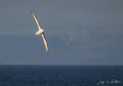 Photo Albatros Ceja Negra