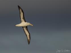 Photo Albatros Ceja Negra