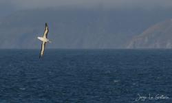 Photo Albatros Ceja Negra