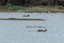 Foto Pato Cabeza Negra