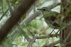 Foto Calandria Real