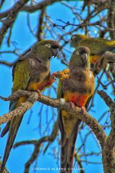Photo Loro Barranquero