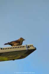 Foto Tordo Renegrido
