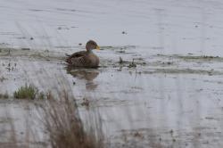 Photo Pato Maicero