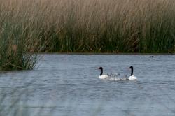 Foto Cisne Cuello Negro