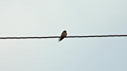 Foto Golondrina Tijerita