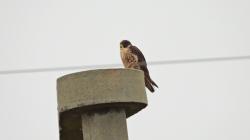 Foto Halcón Peregrino