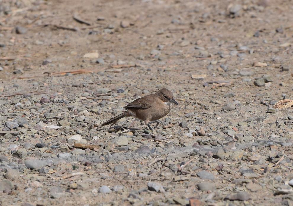 Photo Cacholote Pardo