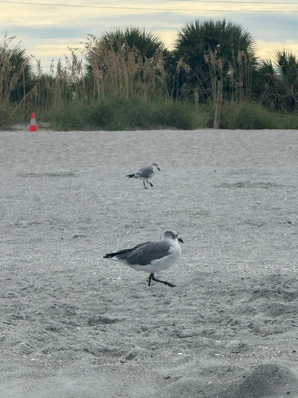 Foto Gaviota Reidora Americana